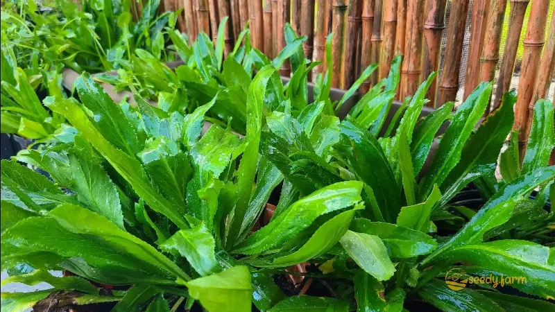 Cách bảo quản rau cải răng lược tươi lâu trong tủ lạnh, đảm bảo dinh dưỡng và hương vị